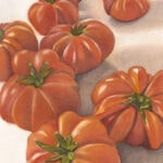 Tomatoes