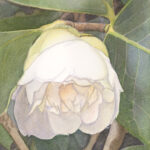 White Camelia in Bud