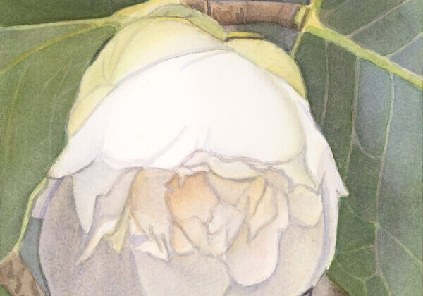 White Camelia in Bud